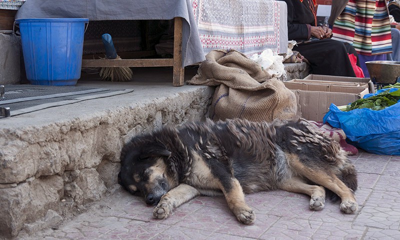 hund_ladakh1100