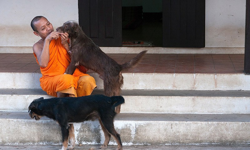 buddhist_dogs_gh1435