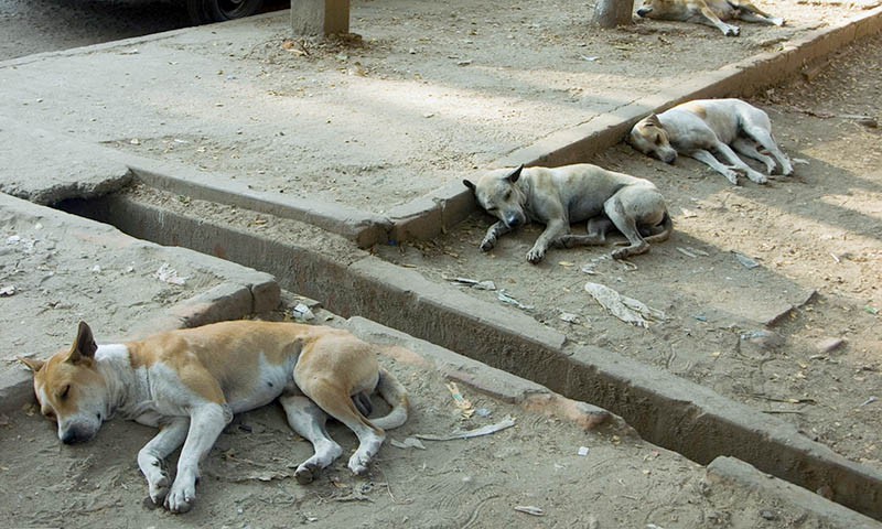 Hunde_Myanmar0707_1131