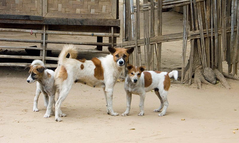 Hunde_Myanmar0707_1949