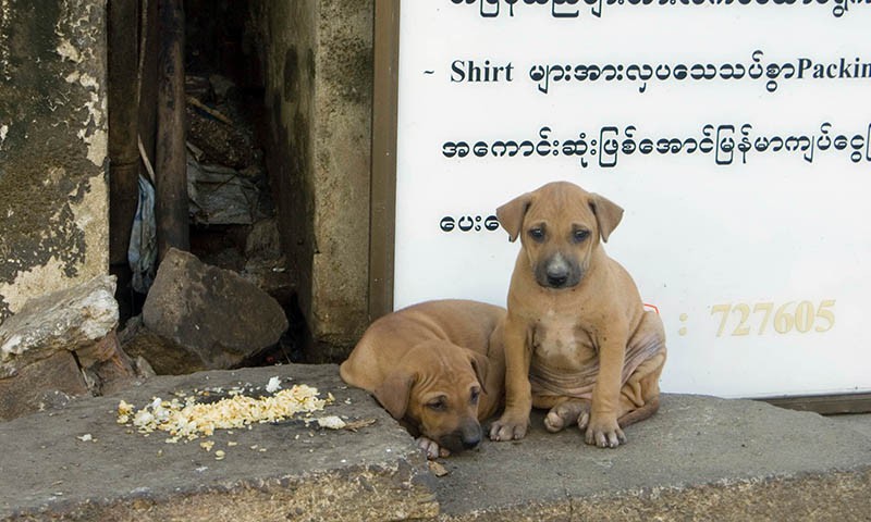 Hunde_Myanmar0707_0917